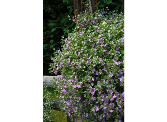 Scaevola kos wys. 30 cm don. 23 cm