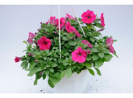 Surfinia kosz wys. 30 cm don. 23 cm