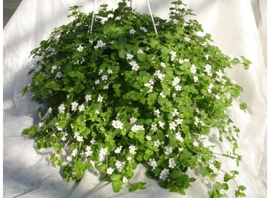 Bacopa w koszu wys. 30 cm don. 23 cm