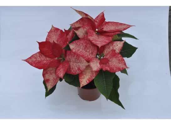 Poinsecja Picasso 3-4 pędowa don. 12 cm melanż