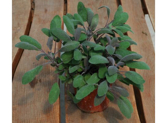 Szałwia wys. 40 cm don. 15 cm