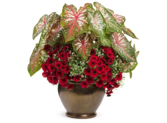 Caladium, wys. 45 cm, don. 23 cm