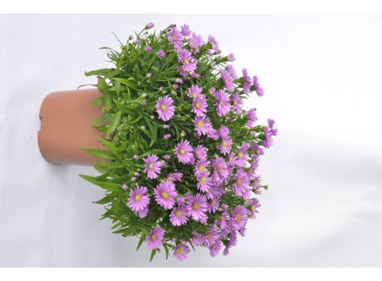Aster don.17cm