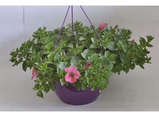 Petunia Veranda w koszu wys. 45 cm don. 21 cm