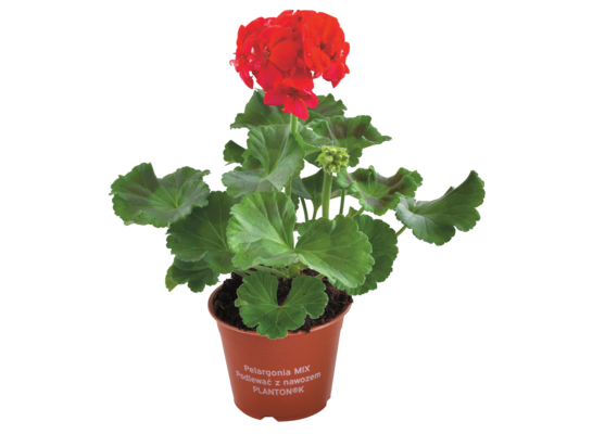 Pelargonia wys. 20 cm don. 10 cm