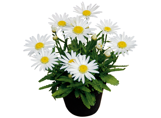 Leucanthemum, wys. 40 cm, śr. don. 17 cm