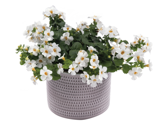 Bakopa wys. 25 cm don. 10,5 cm