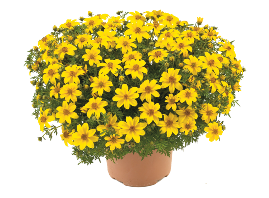 Bidens wys. 25 cm don. 10,5 cm