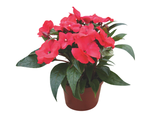 Niecierpek New Guinea wys. 25 cm don. 10,5 cm