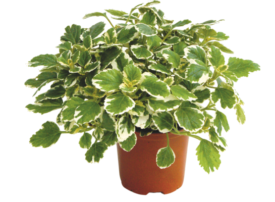 Komarzyca wys. 25 cm don. 10,5 cm