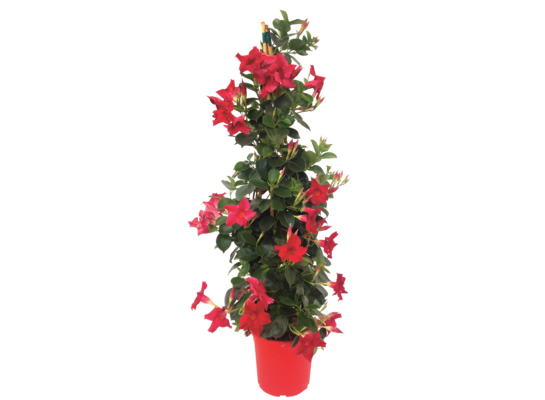 Dipladenia Sundaville wys. 70 cm don. 17 cm