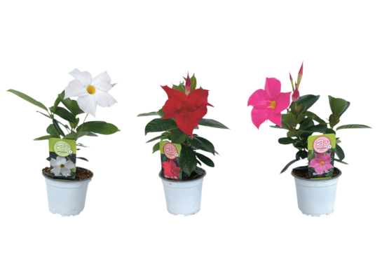 Dipladenia Rio wys. 25 cm don. 10 cm