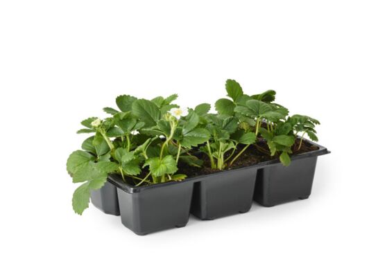 Truskawka 6-pak-różne odmiany wys. 20 cm