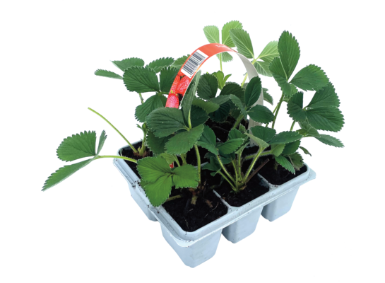 Truskawka 6-pak-różne odmiany wys. 20 cm