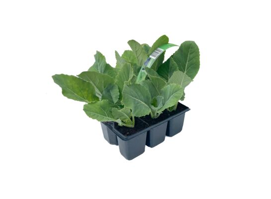 Brokuł 6-pak don. 9 cm wys. 20 cm