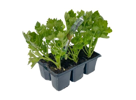 Seler korzeniowy 6-pak,don. 9 cm wys. 20 cm