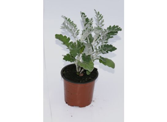 Starzec wys. 25 cm don. 9 cm