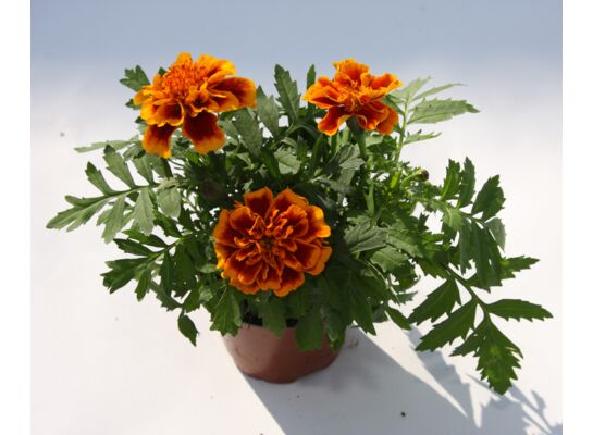 Aksamitka rozpierzchła wys. 25 cm don. 9 cm