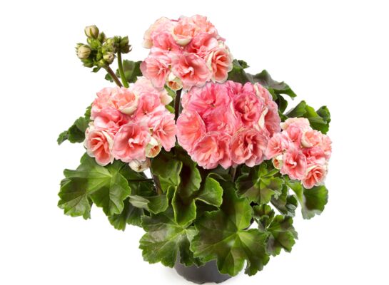 Pelargonia Rosebud Astrid wys. 30 cm don. 12 cm
