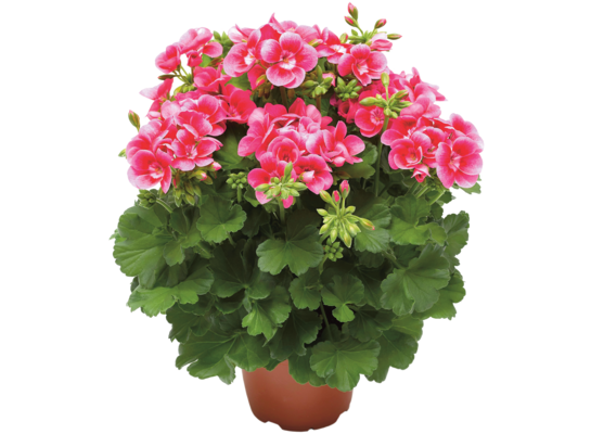 Pelargonia Pretty Little wys. 30 cm don. 12 cm