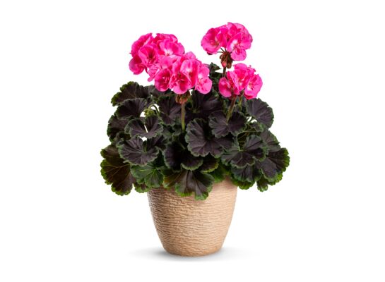 Pelargonia Chocolate wys. 30 cm don. 12 cm
