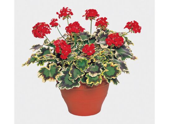 Pelargonia Mrs pollock wys. 30 cm don. 12 cm