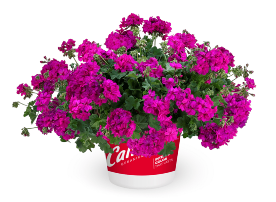 Pelargonium Calliope Cascade wys. 25 cm don. 12 cm