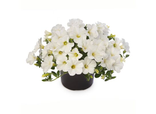 Petunia wisząca Dekko mix kolorów wys. 25 cm don. 12 cm