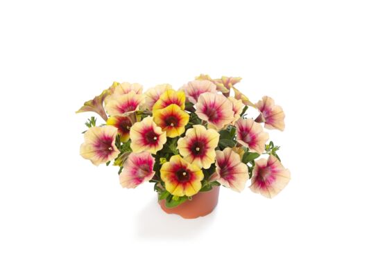 Petunia wisząca Fun house wys. 30 cm don. 12 cm