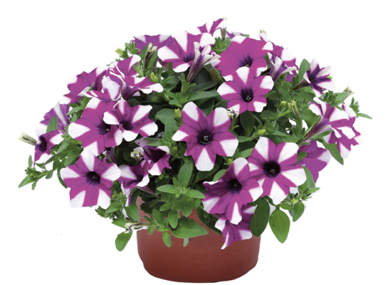 Petunia Shortcake Blueberry wys. 25 cm don. 12 cm