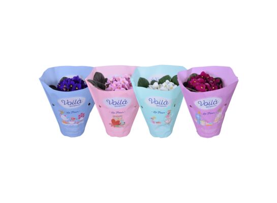 Saintpaulia mix doniczka 12 cm