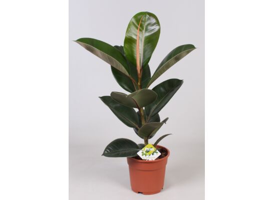 Rośliny zielone mix 3-4 Vareity's