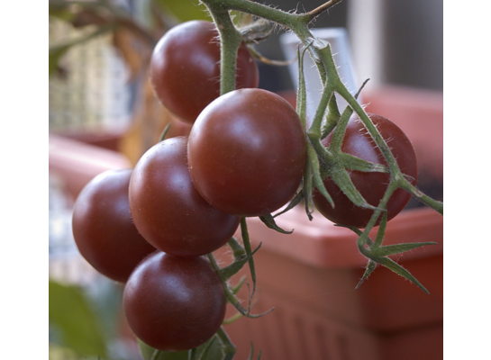Pomidor Extra rozsada wys. 40 cm don. 9 cm