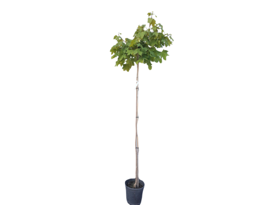 Klon Globosum wys.180 cm don. 25,5 cm