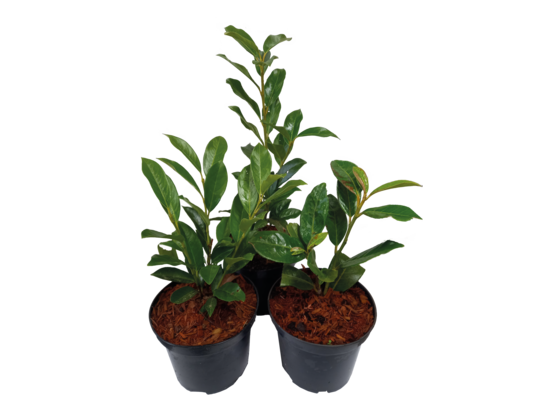 Laurowiśnia wys. 20-30 cm don. 2 l mix