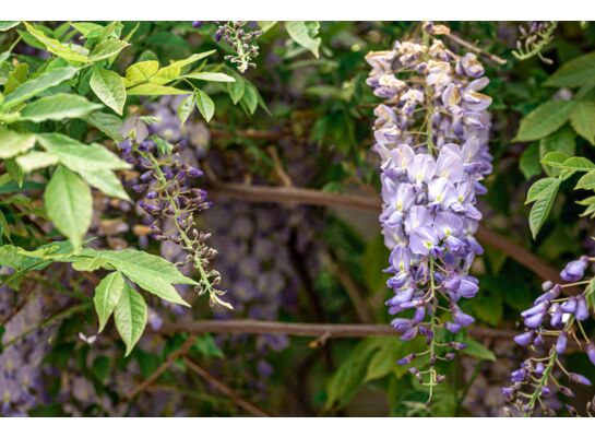 Wisteria - glicynia wys. 60-80 cm don. 17 cm