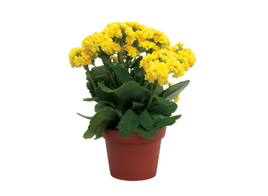 Kalanchoe cal. wy. 26 cm don. 12 cm mix