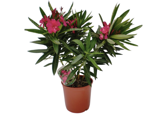 Oleander pospolity doniczka 17 cm