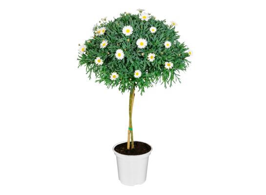 Margaretka na pniu wys. 85 cm don. 18 cm