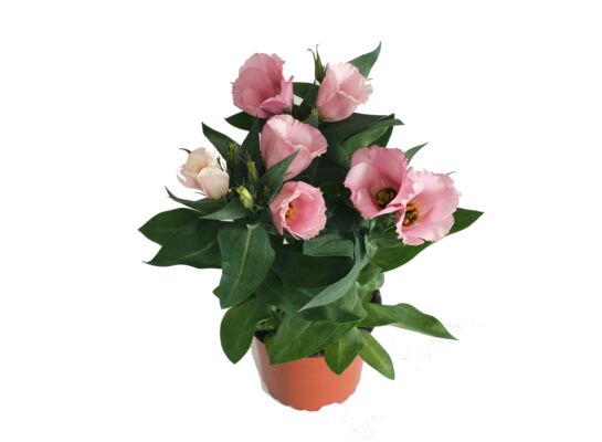 Eustoma wys. 30cm don. 12cm