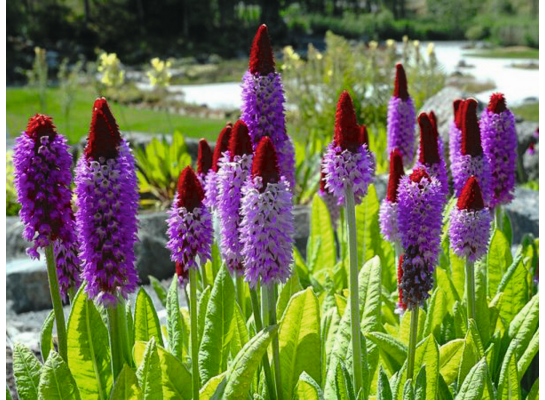 Pierwiosnek wys. 10-20 cm don. 17 cm