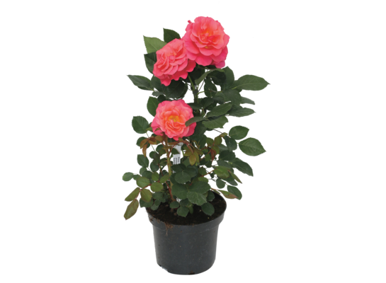 Róża w odmianach wys. 80-100 cm don. 22 cm