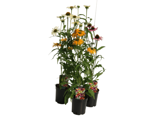 Jeżówka wys. 20-40 cm don. 17 cm