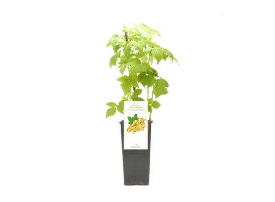 Porzeczka biała Juterbog wys. 20 cm don. 2l