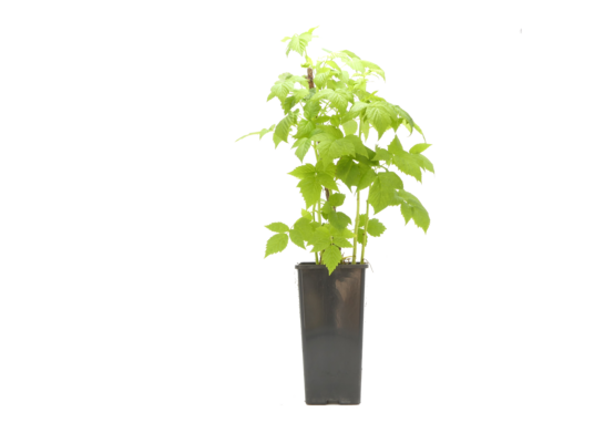 Malina czerwona 25 cm 2 l Gartenland