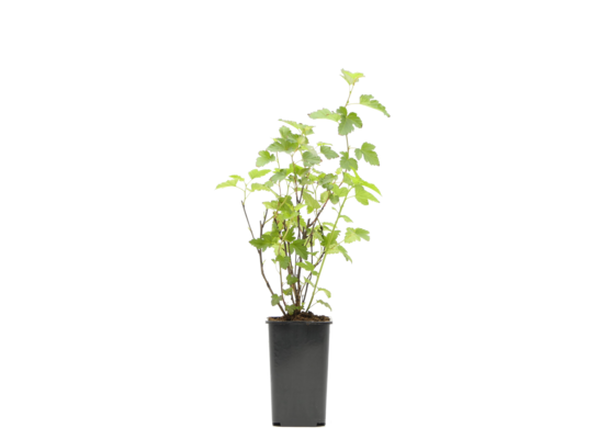 Porzeczka czerwona wys. 25 cm 2 l Gartenland