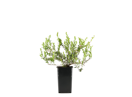 Żurawina wys. 25 cm 2 l Gartenland