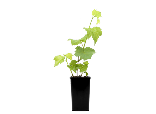 Winorośl 25 cm 2 l Gartenland