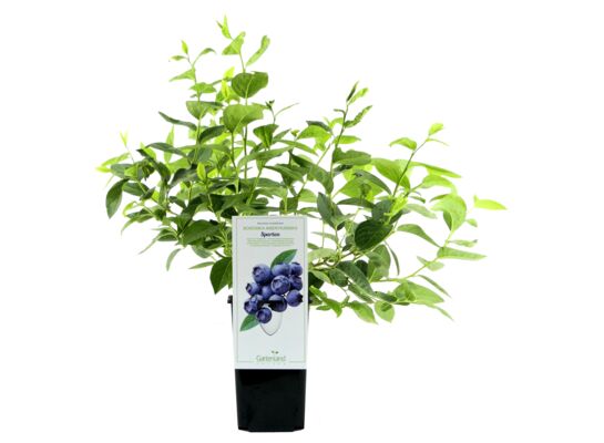 Borówka amerykańska Spartan 20 cm