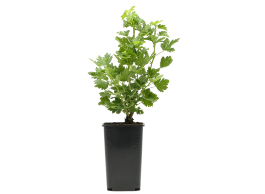 Agrest zielony 25 cm 2 l Gartenland